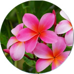 reveiw1 - Star Auto Glass St Louis & Springfield